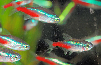 Neonsalmler - Neonfische aus dem Oberlauf des Amazonas  www.Heimrich.de.