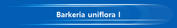 Barkeria uniflora I
