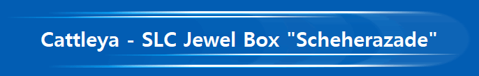 Cattleya - SLC Jewel Box 