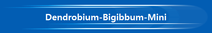 Dendrobium-Bigibbum-Mini