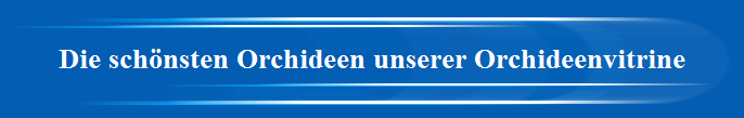 Die sch�nsten Orchideen unserer Orchideenvitrine