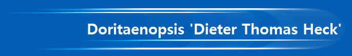                Doritaenopsis 'Dieter Thomas Heck'