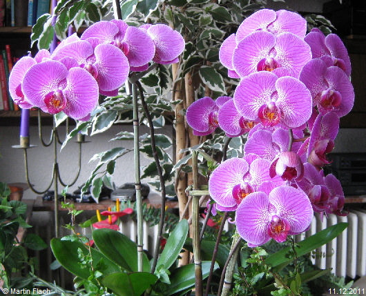 Die Original-Tauf-Orchidee ‘Doritaenopsis Dieter Thomas Heck’ auf unserer Fensterbank © Martin Flach  