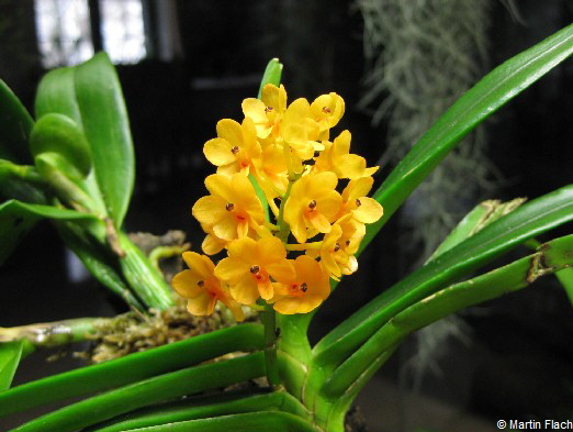 Ascocentrum-miniatum-Kai-Gold in der Orchideenvitrine  © Martin Flach