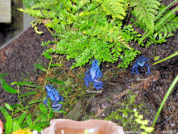 Unsere kleinen Pfeilgiftfrschchen - Azurblaue Baumsteiger - Dendrobates tinctorius azureus ca. 4 Monate alt - Baumsteigerfrsche  Martin Flach