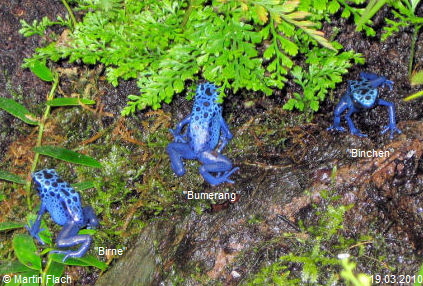 Hier eine Gruppe junger Dendrobates tinctorius 'azureus' - deutscher Name: Blauer Baumsteiger oder auch Azurblaue Baumsteiger - Pfeilgiftfrsche  Martin Flach