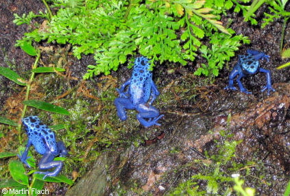 Drei unserer junger Dendrobates tinctorius 'azureus' - deutscher Name: Blauer Baumsteiger oder auch Azurblauer Baumsteiger  Martin Flach