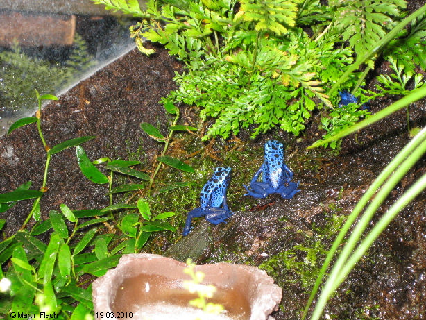 Unsere kleinen Azurblauen Baumsteiger - Dendrobates tinctorius azureus ca. 4 Monate alt - Baumsteigerfrsche  Martin Flach