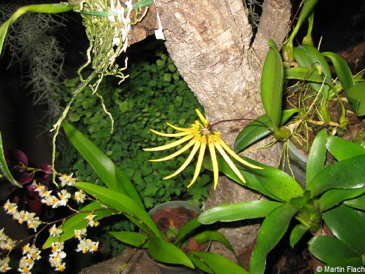 Cirrhopetalum-makoyanum in der Orchideenvitrine © Martin Flach