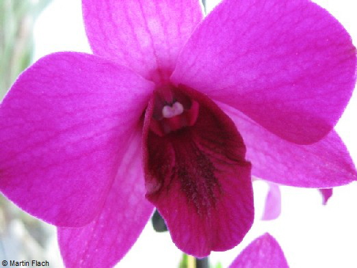 Dendrobium-Bigibbum in der Orchideenvitrine © Martin Flach