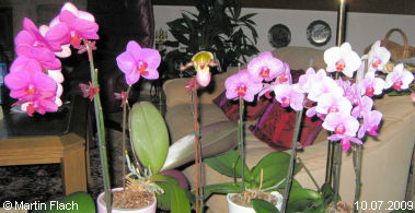 Die ersten Orchideen noch nicht in einer Orchideenvitrine sondern auf unserer Fensterbank  Martin Flach