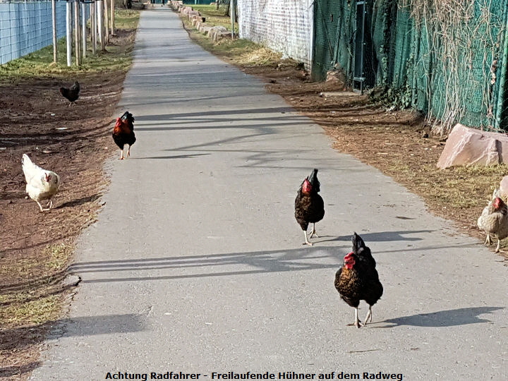 Freilaufende Hühner auf dem Safari Radweg in Sossenheim