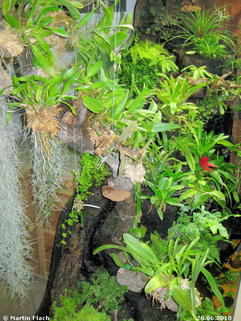 Regenwaldterrarium Seitenansicht mit Epiphytenstamm und Bachlauf 20.06.2010  Martin Flach