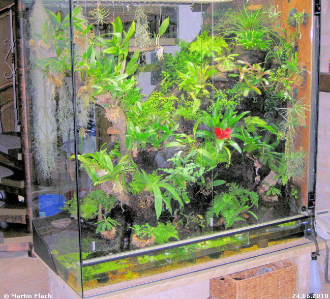 Regenwaldterrarium mit kleinen Mini-Palmen - 'Sdsee-Palmen' - Biophytum sensitivum 24.06.2010  Martin Flach