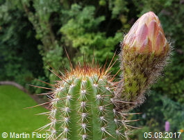 Unser Kaktus - Trichocereus Echinopsis huascha, aus der ‘Sierra de Ambato’, Catamarca, in Argentinien 05.08.2017 © Martin Flach