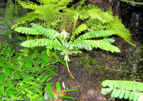 Regenwaldterrarium mit kleiner Mini-Palme - 'Sdsee-Palme' - Biophytum sensitivum 15.06.2010  Martin Flach