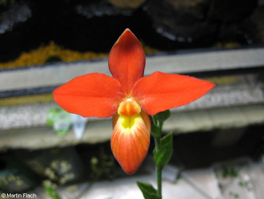 Phragmipedium-besseae in der Orchideenvitrine � Martin Flach