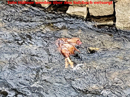 Tote Hühner im Sulzbach