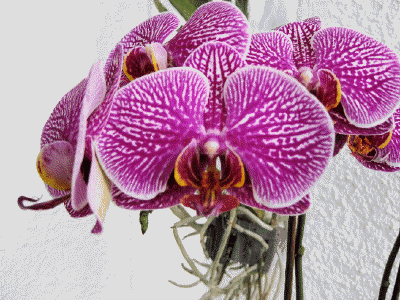 Phalaenopsis