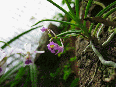 Ascocentrum pumilum