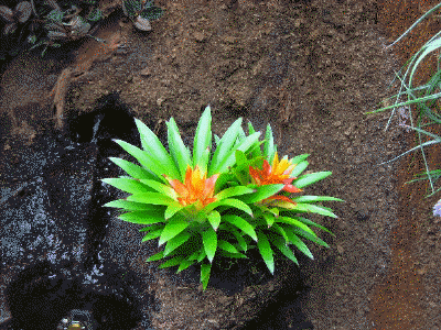 Bromelie Guzmania theresa