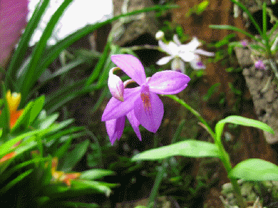 Barkeria skinneri