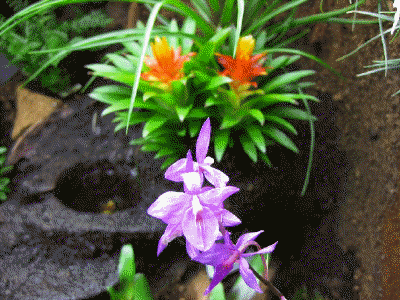 Barkeria skinneri