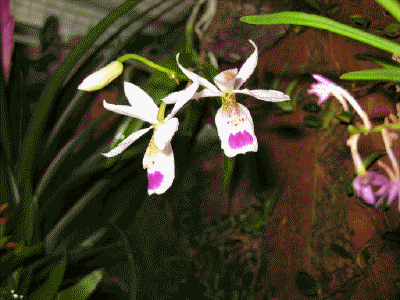 Barkeria uniflora I