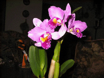 Cattleya (hnlich wie) 
