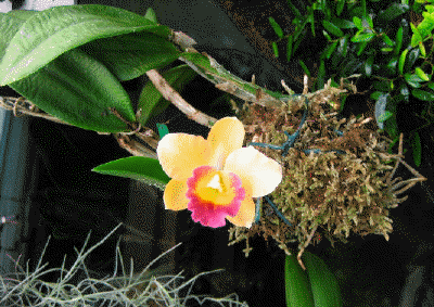 Pot. Free Spirit Lea x SC.Lana Coryell Deborah
