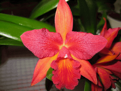 Cattleya - SLC Jewel Box 