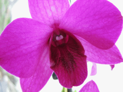 Dendrobium bigibbum