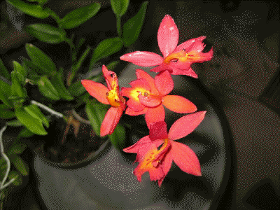 Epiphrinitis veitchii