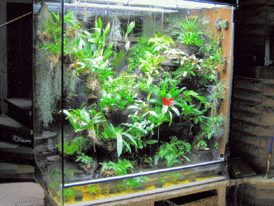 Unser Regenwaldterrarium