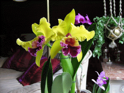 Laeliocattleya 