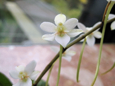 Aerangus biloba