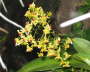 Oncidium cheiroph x ornith yellow