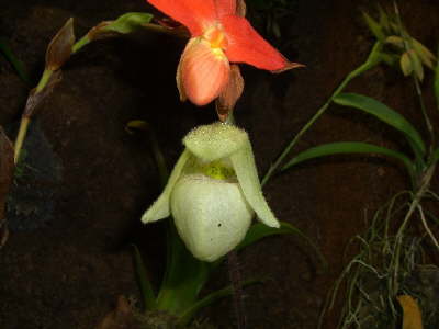 Paphiopedilum micranthum x jackii