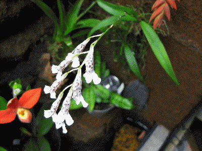 Rodriguezia decora