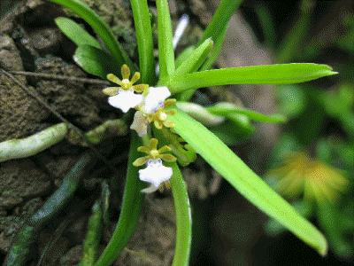 Trichoglottis pusilla